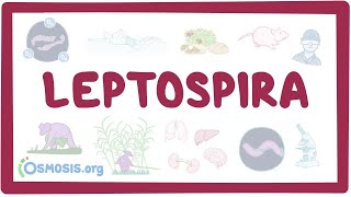 Leptospira  an Osmosis Preview [upl. by Rosena230]