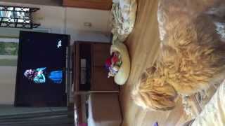 Dog singing opera with Renee Fleming on TV [upl. by Rubenstein]