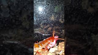 WARNING LIVE FEEDING Centipede devours pinkie mouse [upl. by Jen]