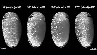 Imaging embryogenesis in the beetle Tribolium [upl. by Ekoorb24]