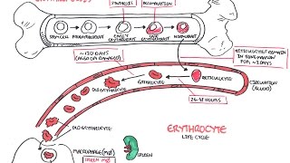 Haematology  Red Blood Cell Life Cycle [upl. by Elvyn206]