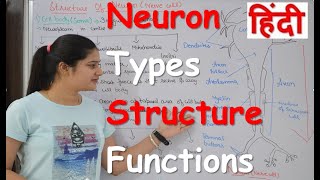 Neuron physiology in Hindi  Types  Structure  Sensory amp Motor nerve  Neuron parts [upl. by Ennaxxor]