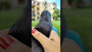 💯Powerful Fenugreek And Black Seeds Hair Growth Tonic shorts haircare hairgrowth longhairviral [upl. by Brigitte842]