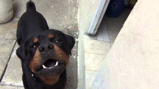 rottweiler ataca a su dueño¡¡rotwailerasesinos lo mejor del mundo [upl. by Mailand]