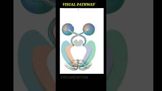 Visual pathway easy understanding eyecareoptom5506 eye visualpathway opticnerve short [upl. by Sterne]