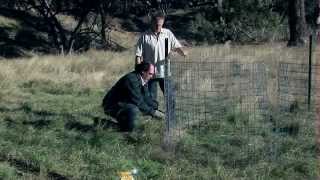 Trapping for feral pig control [upl. by Nolava]