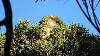 DOCUMENTAIRE KAKAPO [upl. by Posner265]