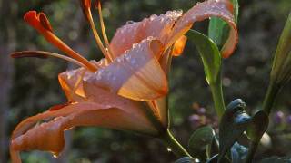 Pan Pipes  Flute Music of the Andes  Lluvia [upl. by Jaunita147]