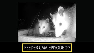 Garden Feeder Cam Ep 29 [upl. by Yhtorod]