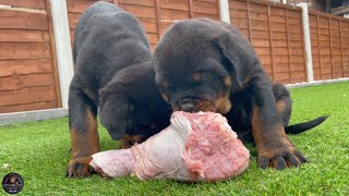 9 Weeks Old Rottweiler Puppies VS RAW Turkey Legs [upl. by Errecart]