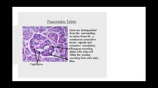 514 Hormonal Communications c iThe histology of the pancreas ii Examination of stained tissue [upl. by Callida]