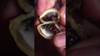 Tabernaemontana undulata fruit and seeds SANANGA [upl. by Turne]