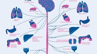 Cholinergic neurotransmission 2 [upl. by Nodanrb]