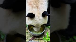 Drinking water Fantastic animals on Douyin Qinling Giant Panda Qinling Foping Giant Panda [upl. by Gnihc]