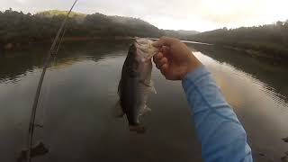 Pesca De Lobinas Utilizando Arreglo Wacky Rig quotFinessequot [upl. by Iddo]