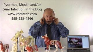 What is Pyorrhea Mouth Gum Teeth Infection the Dog [upl. by Lyssa]