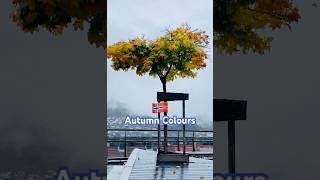 It’s too hard to swipe away this video  Autumn Colours bergen shortvideo autumn fallcolors [upl. by Drolet307]