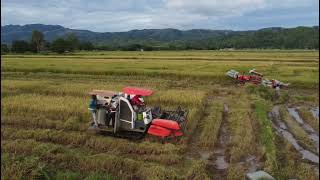 Reaper machine Rice harvester [upl. by Stimson]