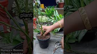 Propagating Roses 🤩pleasesubscribemychannel fyp gardenplantsfypシ゚viral nature newnatural [upl. by Stier]