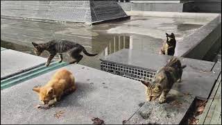 I am Feeding a Clowder of Cats one Kitten Attacks me [upl. by Iinde845]