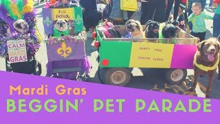 Party Pugs at St Louis Mardi Gras Beggin Pet Parade 2017 [upl. by Bred]