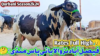 Faisalabad Cow Mandi Latest Update  4 jun 2024  Pardesi mandi [upl. by Idner]