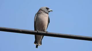 Thai Name  นกแอ่นพง Ashy Woodswallow [upl. by Onateyac]