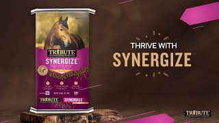 Introducing Synergize™ from Tribute Equine Nutrition [upl. by Tseng]