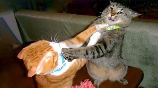 The Most DRAMATIC CATS moments ever 😂 Funny Cat Videos 2024😹 [upl. by Assehc989]