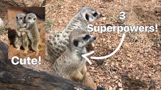 20 BEST Meerkat Facts And 3 Amazing Adaptations [upl. by Sean623]