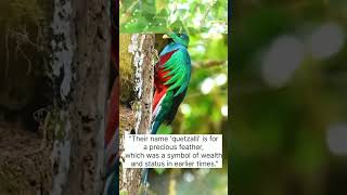 quotResplendent Quetzalquot [upl. by Pacheco]