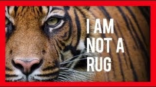 Stop Wildlife Crime The Series  Tigers Video 3  WWF [upl. by Idnod]