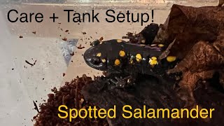 Spotted Salamander Care Guide  Tank Setup [upl. by Thirion817]