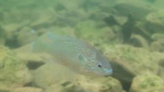 Snorkeling in the clear water of Laurel River Lake Corbin Kentucky [upl. by Birecree583]