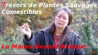 Les Plantes Sauvages Comestibles  Reconnaître facilement La Mauve [upl. by Hasty]