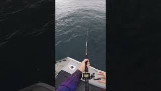 WEIRD bait hooks HUGE fish fishing snapper fishinglife fishingvideo fishingtips fishingvideos [upl. by Gibson]