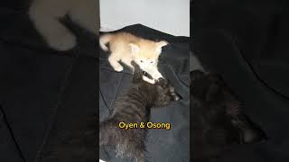 KUCING SULAWESI OYEN DAN OSONG [upl. by Milano]