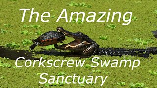 Corkscrew Swamp Sanctuary [upl. by Schiff827]