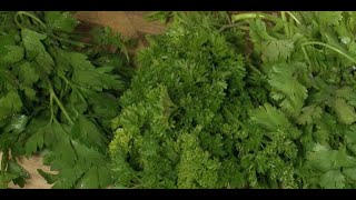 The Secret Ingredient in Parsley  Your Produce Man [upl. by Maretz]