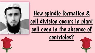 spindle fibers formation amp cell division in plant cell even in the absence of centrioles [upl. by Kcirrek]