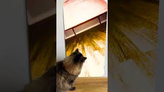 Cat reaction to 😱 Just a friend under the bed🤪😲Skibidi Toilet Song shorts monster creepy scarry [upl. by Hurwitz]