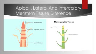 difference between Apical Intercalary And Lateral Meristem tissue [upl. by Bernard232]