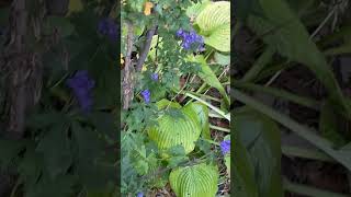 Monkshood blooms in fall with golden hosta monkshood hosta fallcolors [upl. by Stan]