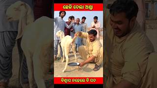 ଛେଳି ଦେଲା ଅଣ୍ଡା 🤪🤪🤪youtubeshorts Bheem moral cartoon viral fact [upl. by Quirk]