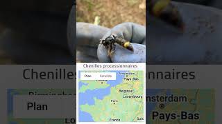 🐝 Destruction nid de frelons asiatiques trouver votre experts proche de chez vous 👀 [upl. by Bonnibelle]