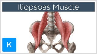 Iliopsoas Muscle Action  Function Anatomy amp Innervation  Human Anatomy  Kenhub [upl. by Assirat]