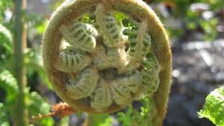 Dicksonia Tree fern protection winter  UK at Christmas time [upl. by Zumwalt]