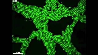 Explosive cell lysis as a mechanism for the biogenesis of bacterial membrane vesicles and biofilms [upl. by Eelegna]