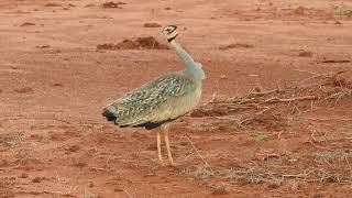 Whitebellied Bustard calling [upl. by Beckman]