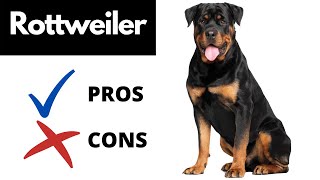 Rottweiler Pros And Cons SHOCKING [upl. by Melloney]